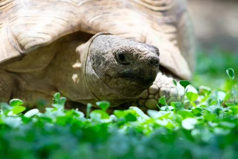 Close up of a cute turtle lying in the green grass. Stock Photos