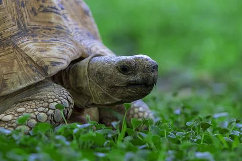 Close up of a cute turtle lying in the green grass. Namibia Stock Photos