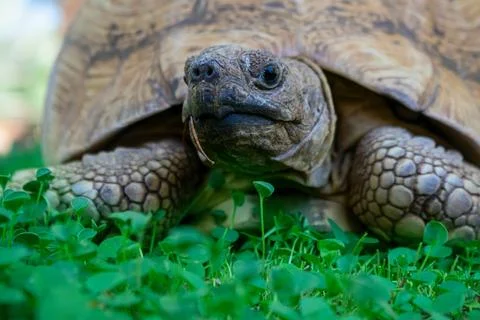 Close up of a cute turtle lying in the green grass. Stock Photos