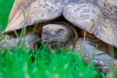 Close up of a cute turtle lying in the green grass. Stock Photos