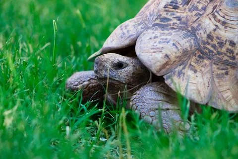 Close up of a cute turtle lying in the green grass. Stock Photos