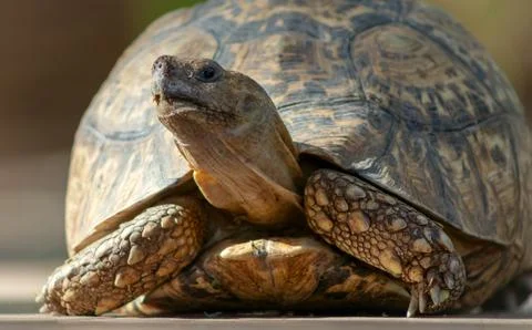 Close up of a cute turtle lying in the green grass. Stock Photos