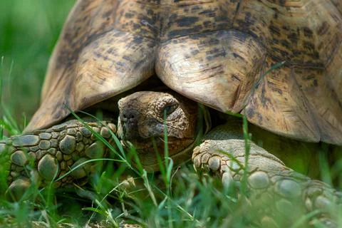 Close up of a cute turtle lying in the green grass. Stock Photos