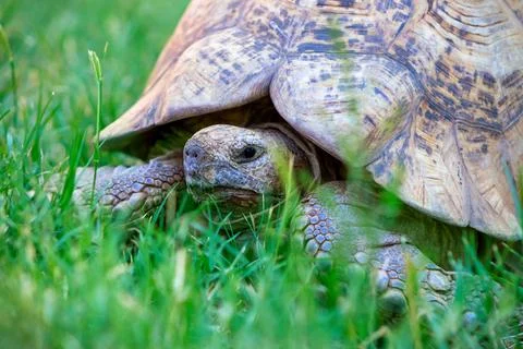 Close up of a cute turtle lying in the green grass. Stock Photos