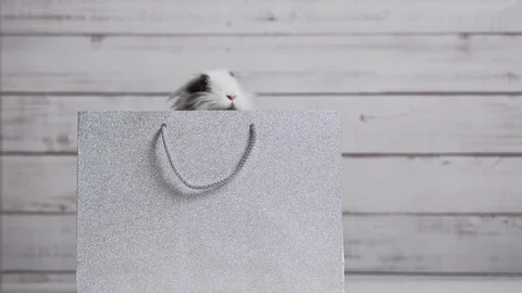Close-up of cute white bunny is sitting in silver paper bag Stock Footage 127524148