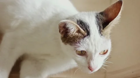 Close Up of Cute White Cat Lying Down and Looking Around Curiously Видео 335137702