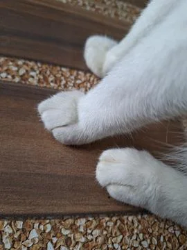 Close up of cute white cat paws on wood grain tile floor 스톡 사진