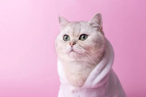 Close up of cute white cat is sitting in a white bathrobe, on a pink background Stock Photos