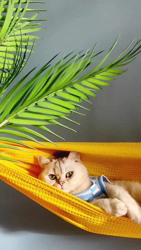 Close up of cute white cat in a striped T-shirt lies in a yellow fabric hammock Stock Footage 242878153