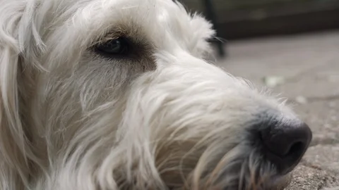 Close up of cute white dog’s face. Dog’s head laying on the ground Stock Footage