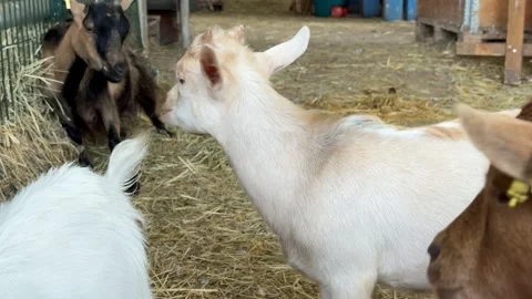 Close-up of a Cute White Goat Kid Bleating and Looking at the Camera on a F.. Stock Footage 344967749