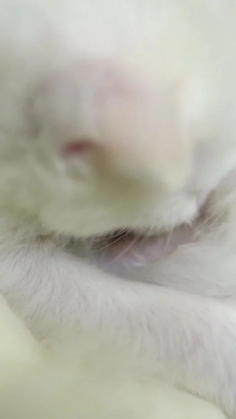 Close-up of the cute white kitten sucks milk from her mother's breast. Stock Footage 262952438