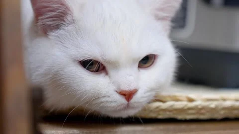 Close-up of cute white kitty cat falling asleep Stock Footage 329233333