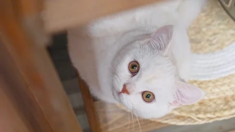 Close-up of a cute white kitty cat at home looking up Stock Footage 329233434