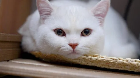 Close-up of cute white kitty cat falling asleep Stock Footage 329233435