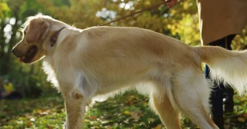 Close up of the cute white labrador on the leash walking in the park on the Stock Footage 82510744