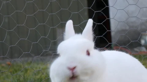 Close up of a cute white rabbit in a garden - 4k 库存影片 127182826