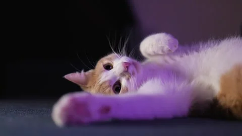 Close-up. Cute white-red kitten lies on its back and looks up. 4K video Stock Footage 255820599