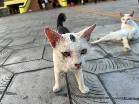 Close-Up of a Cute White Stray Cat Looking at the Camera on a Paved Street Stock Photos