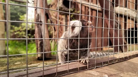 Close up of cute White-tufted marmoset behind bars in Slow motion Stock Footage 270033075