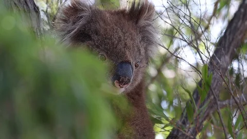 Close up of cute wild koala bear on green tree in South Australia. Stock Footage 123808393