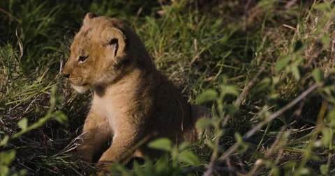 Close-up cute young cub sitting and calling for its mother in African savannah Stock Footage 160992976