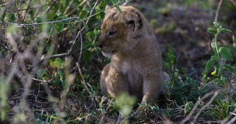 Close-up cute young cub sitting in African savannah grasslands Stock Footage 160993426