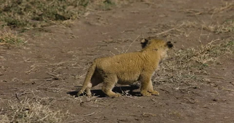 Close-up cute young cub standing and calling for its mother in African savannah Stock Footage 160992912