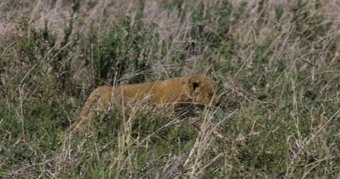 Close-up cute young cub walking in African savannah grasslands Stock Footage 160992871