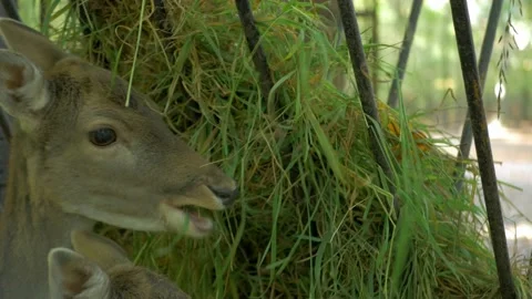 Close up of cute young deer Stock Footage 172418373