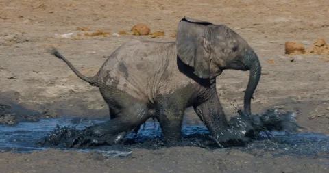 Close-up. Cute young elephant calf running and playing in shallow water  Video stock 249183255