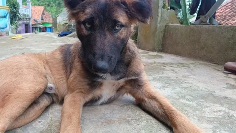 Close Up of Cute Young German Shepherd Dog Sitting and Relaxing on House Terrace Vídeo Stock 335019793