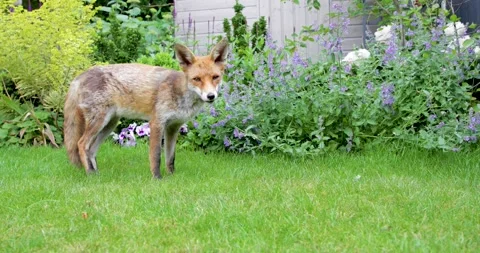 Close-up of cute young Red fox standing on vibrant green grass in flower gard Stock Footage 328121787