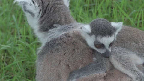 Close up of a cute young ring tailed lemur pup on its mother. 4K locked tripod Stock Footage 156608395