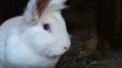 Close up of cutest white bunny rabbit with blue eyes Video stock 290921243