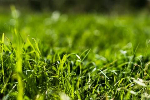 Close up of cutout grass with shallow depth of field Stock Photos