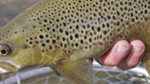 Close-up of cutthroat trout caught while fly fishing Stock Footage 36305233
