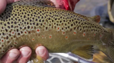 Close-up of cutthroat trout caught while fly fishing Stock Footage