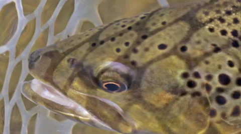 Close-up of cutthroat trout caught while fly fishing Stock Footage 36306373