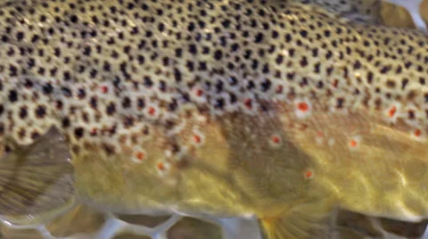 Close-up of a cutthroat trout in a net Stock Footage 36299275