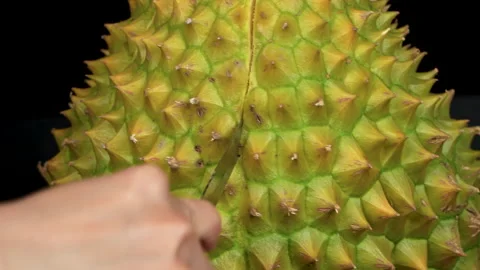 Close-up cutting along durian spiky rind with a sharp knife. Vídeos de archivo 335082207