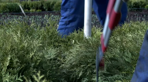 Close-up of cutting bushes with secateurs Stock-Footage 47001930