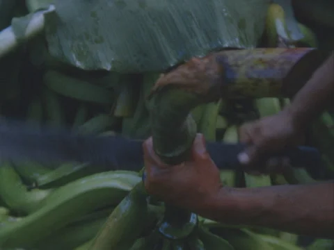 Close of cutting platanos from the stalk. Stock Footage 148126379