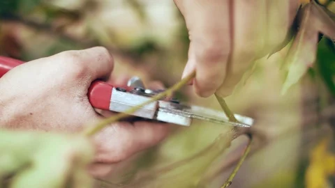 Close Up Cutting Small Branch Stock Footage 118962537