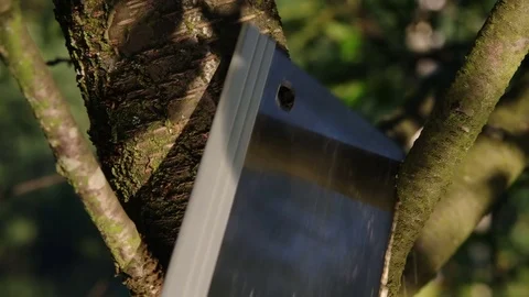 Close-up on cutting a tree branch in the forest Video stock 77688677