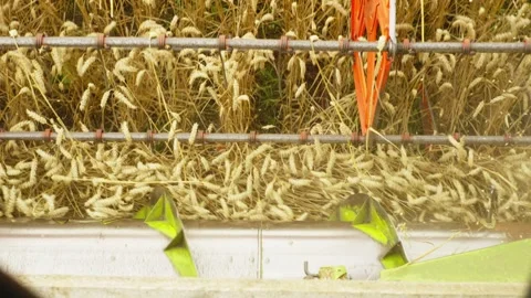 A close-up of cutting wheat with a harvester of a large combine. Stock-Footage 252831364