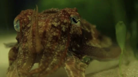 Close up of a Cuttle Fish Stock-Footage 40925040