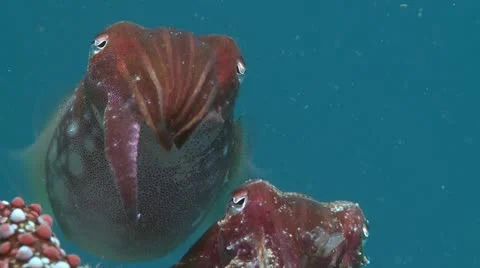 Close of a Cuttlefish feeding Stock Footage 12234587