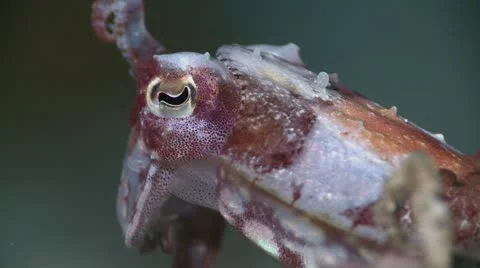 Close up of a Cuttlefish Stock Footage 12234087