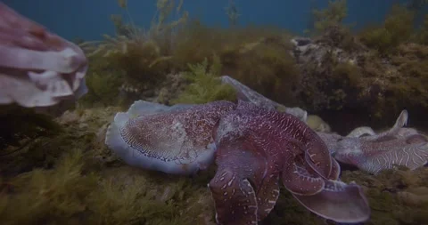 Close Up Of Cuttlefish Migration In Australia Stock Footage 318047394